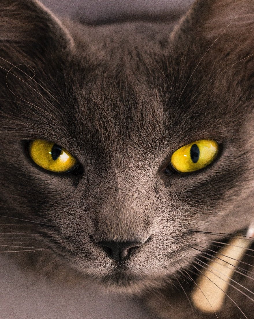 Exploring the Relationship Between Algeria and Rio de Janeiro, Brazil Through Dog Food